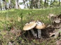 Amanita velosa image