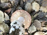 Amanita velosa image