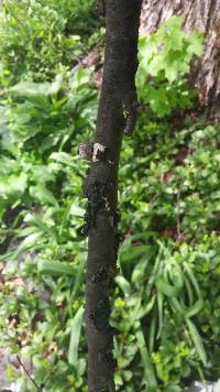 Tremella foliacea image