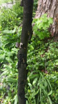 Tremella foliacea image