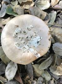 Amanita velosa image