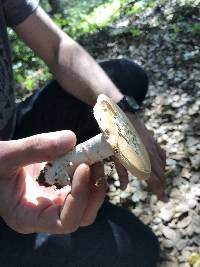 Amanita velosa image