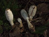 Coprinus comatus image