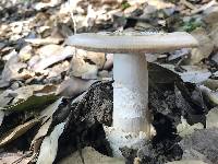 Amanita velosa image