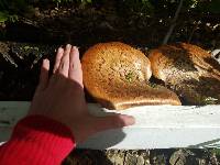 Polyporus squamosus image