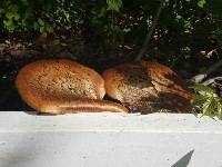 Polyporus squamosus image