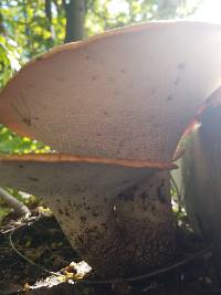 Polyporus squamosus image