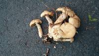 Agrocybe praecox image