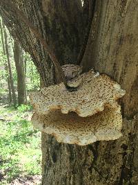 Polyporus squamosus image