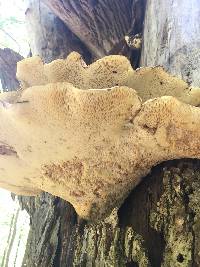 Polyporus squamosus image