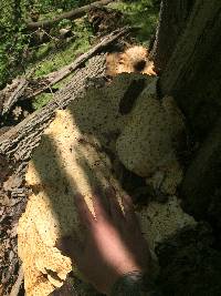 Polyporus squamosus image