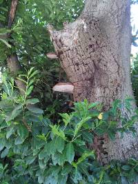 Ganoderma applanatum image