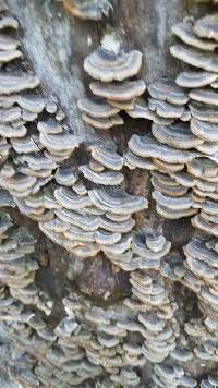 Trametes versicolor image