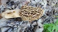 Morchella americana image