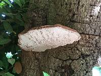 Ganoderma applanatum image