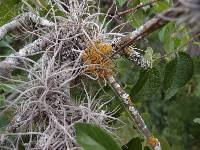 Teloschistes exilis image