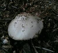 Volvariella gloiocephala image