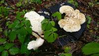 Polyporus squamosus image