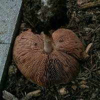 Volvariella gloiocephala image