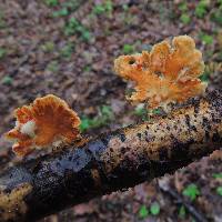 Polyporus alveolaris image