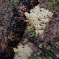 Polyporus alveolaris image