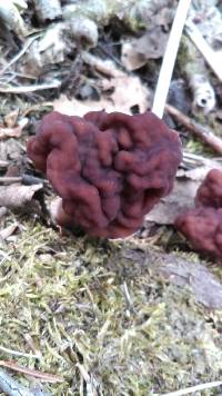 Gyromitra esculenta image