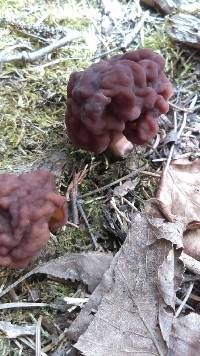 Gyromitra esculenta image