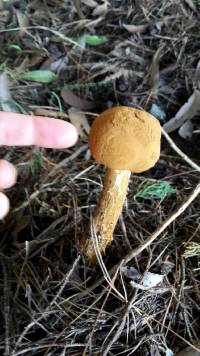 Battarrea phalloides image