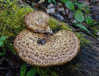 Polyporus squamosus image