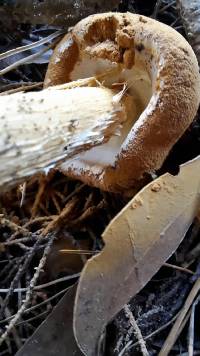 Battarrea phalloides image