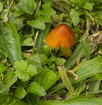 Hygrocybe conica image