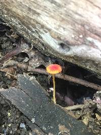 Mycena acicula image