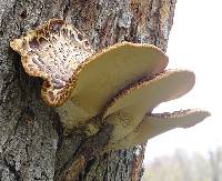 Polyporus squamosus image