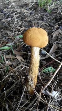 Battarrea phalloides image