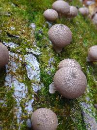 Lycoperdon pyriforme image