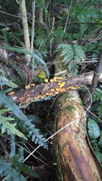 Favolaschia calocera image