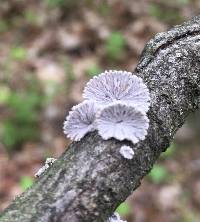 Schizophyllum commune image