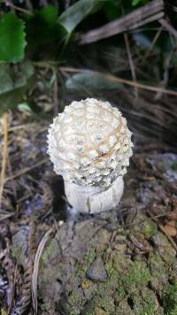 Amanita muscaria image