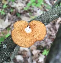 Polyporus alveolaris image