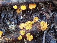 Favolaschia calocera image