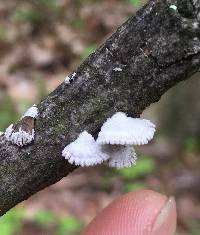 Schizophyllum commune image