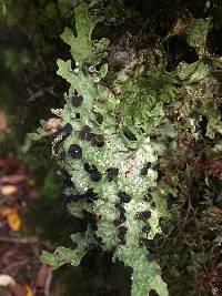 Pseudocyphellaria billardierei image