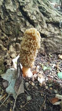 Morchella americana image