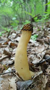 Morchella punctipes image