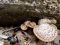 Polyporus squamosus image