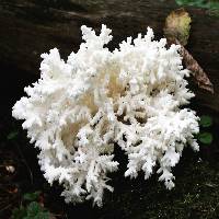 Hericium coralloides image