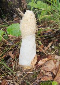 Phallus impudicus var. impudicus image