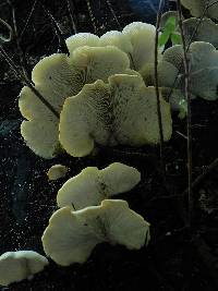 Conchomyces bursiformis image