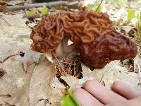 Gyromitra esculenta image