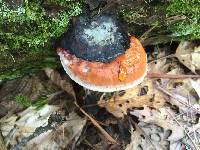 Fomitopsis pinicola image